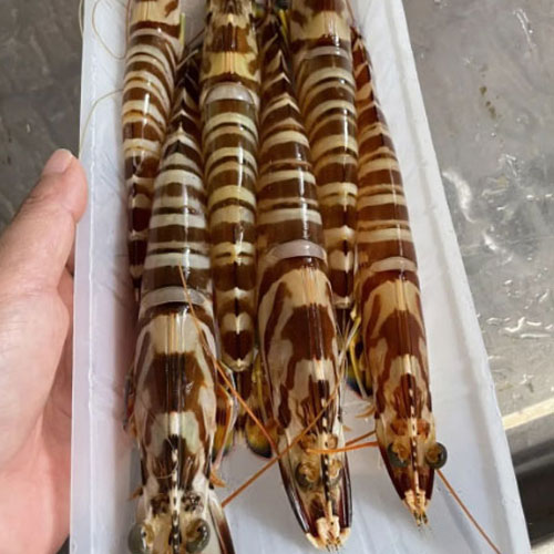 野生斑节虾（400g）